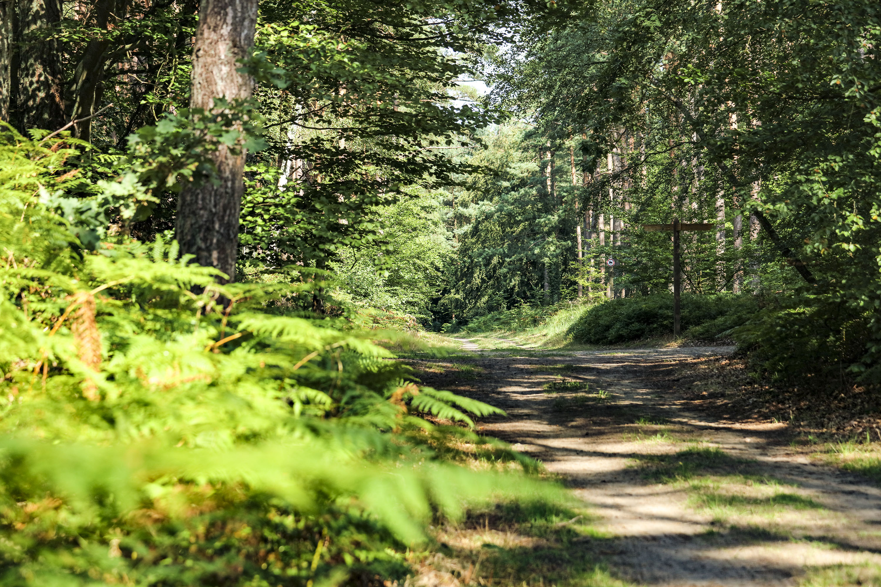 Weg im Darß-Wald