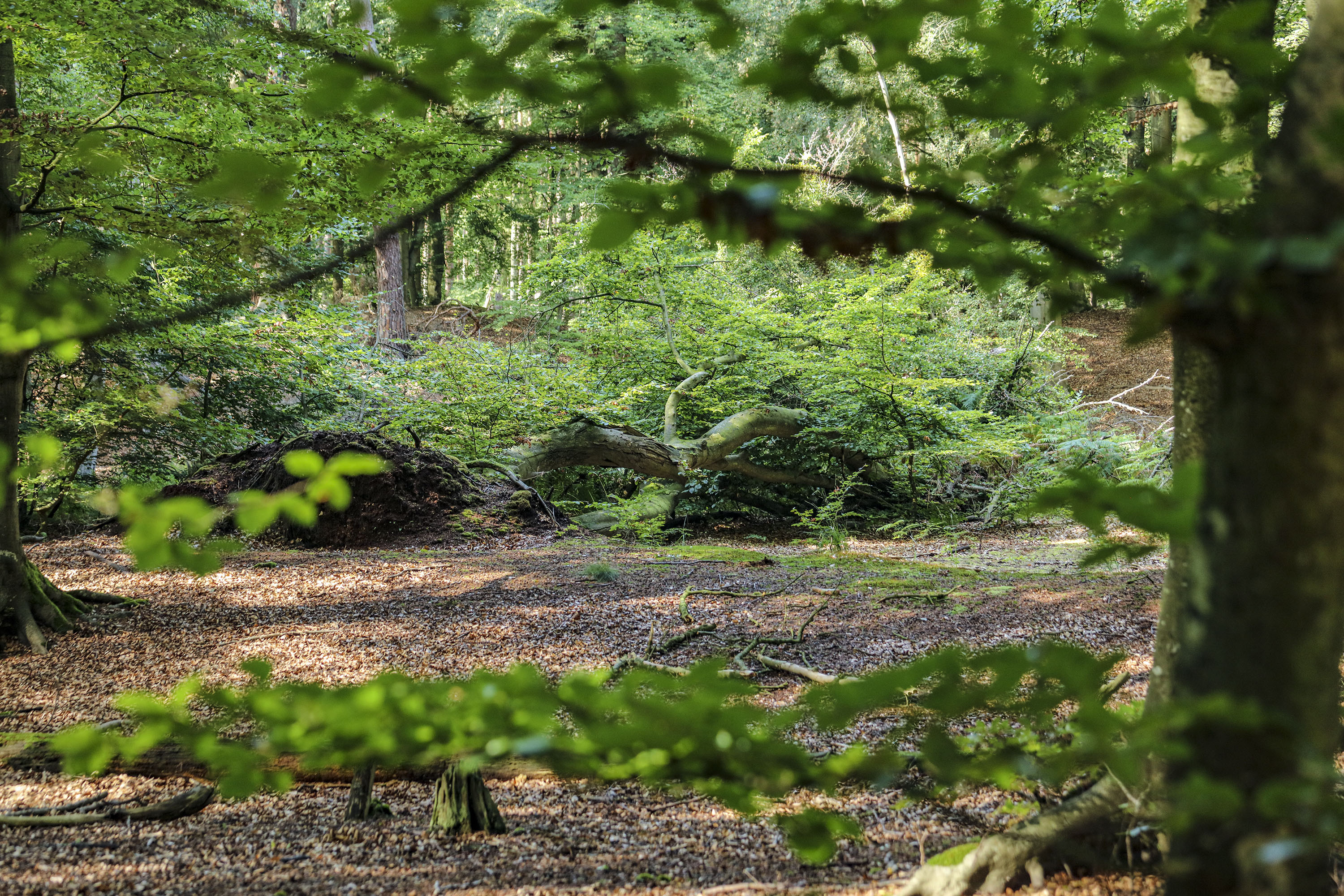 Umgestürzter Baum